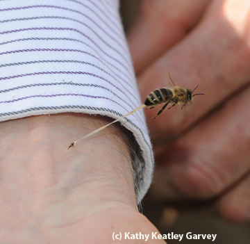 Photo: Bee sting photo